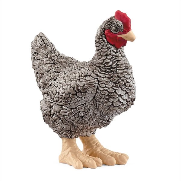 SHL13997 - Gallina di Plymouth Rock - 1