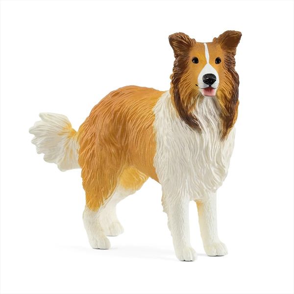 SHL13998 - Cane Collie - 1