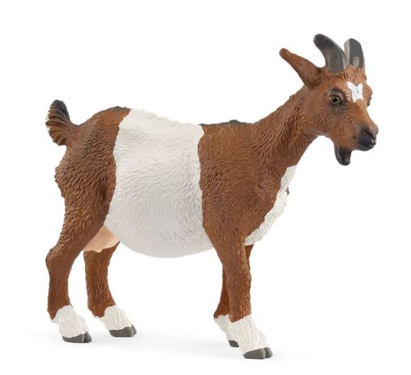 SHL14887 - Capra - 1