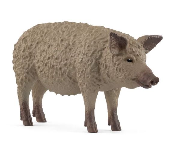 SHL14892 - Maiale Mangalica - 1