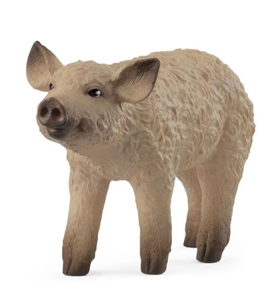 SHL14893 - Maialino Mangalica - 1