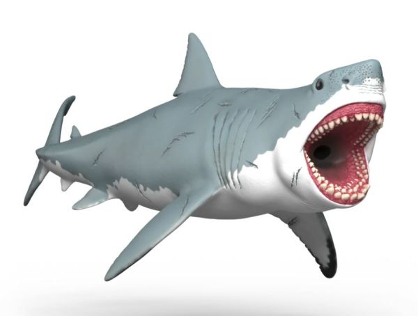 SHL15055 - Megalodonte - 1