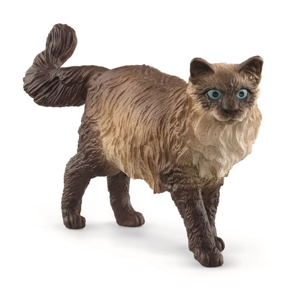 SHL13940 - Gatto Ragdoll - 1