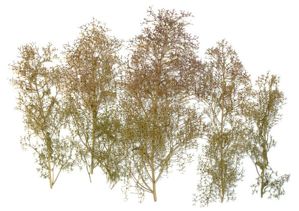 NOC23100 - alberi naturali - 1