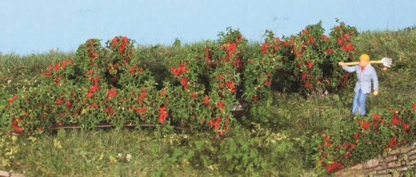 HEK19125 - 10 siepi e cespugli di rose da 0;7 a 3 cm - 1