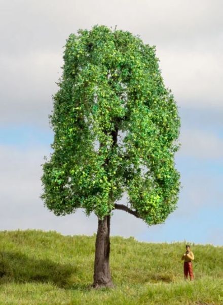 NOC20101 - Frassino 13 cm - 1