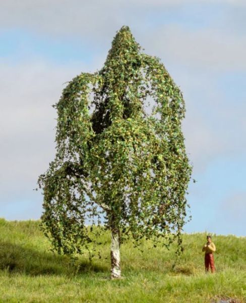 NOC20121 - Betulla argentata 12 cm - 1