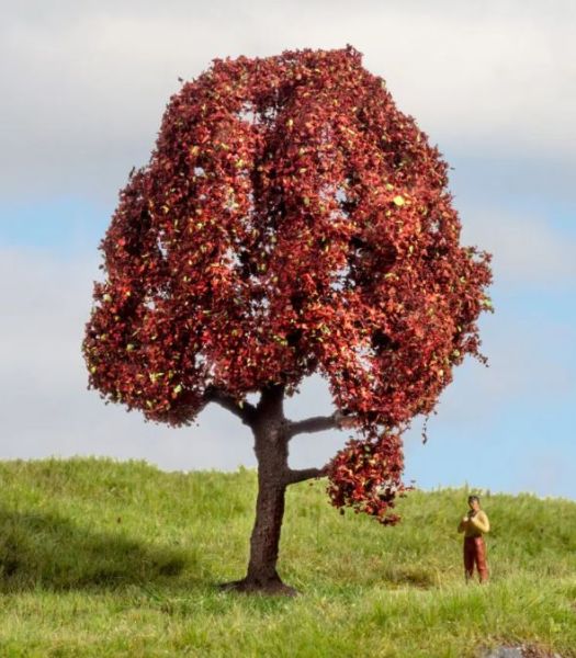 NOC20151 - Faggio rosso 10 cm - 1