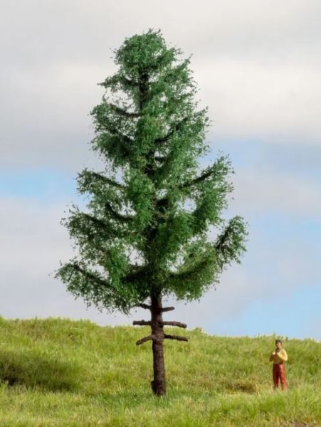 NOC20195 - Abete rosso a fusto alto, 14 cm - 1