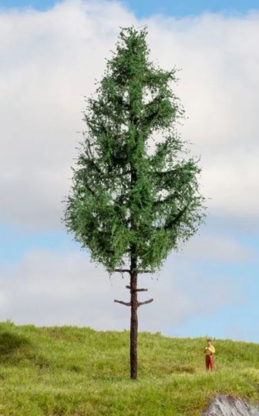 NOC20196 - Abete rosso a fusto alto, 21 cm - 1