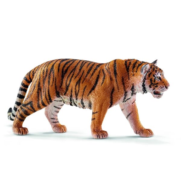 SHL14729 - tigre del Bengala maschio - 1