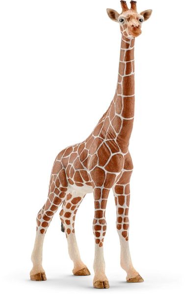 SHL14750 - giraffa femmina - 1