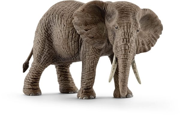 SHL14761 - femmina di elefante africano - 1