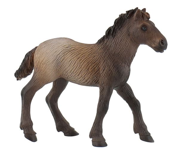BUL62734 - puledro della Camargue - 1