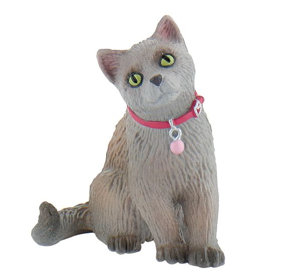 BUL66372 - Gatto russo - 1
