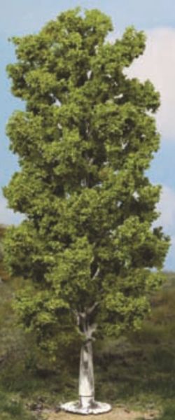 HEK1984 - Betulla 20 cm - 1