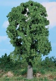 HEK1987 - Quercia 20 cm - 1