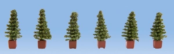 NOC14021 - Thuja - 1
