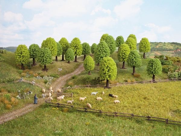 NOC26901 - 10 alberi frondosi - 5 - 9 cm - 1