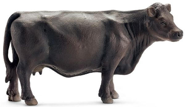 SHL13767 - Mucca Angus - 1