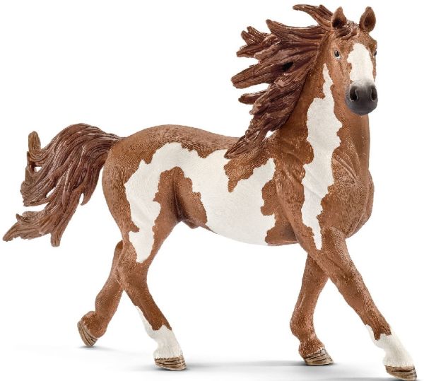 SHL13794 - Stallone Pinto - 1