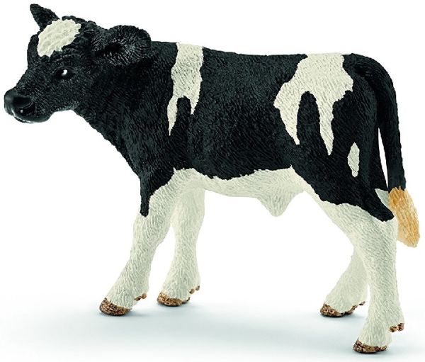 SHL13798 - vitello Holstein - 1