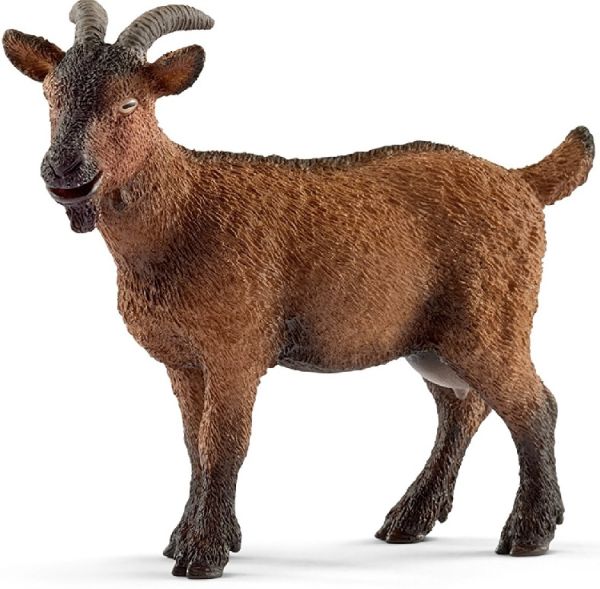 SHL13828 - Capra - 1