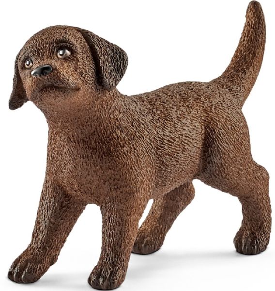 SHL13835 - Cucciolo di Labrador Retriever - 1