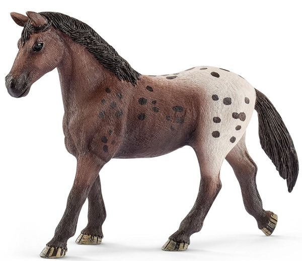 SHL13861 - Appaloosa Mare - 1