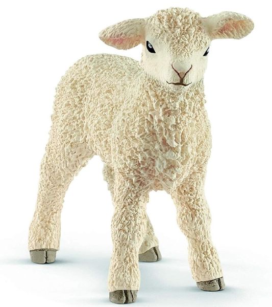 SHL13883 - agnello - 1