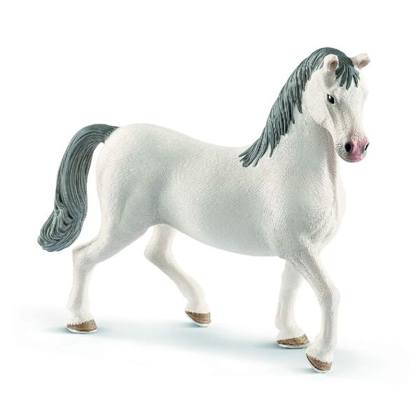 SHL13887 - Stallone lipizzano - 1