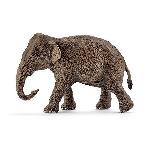 SHL14753 - Elefante asiatico - femmina - 1