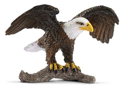 SHL14780 - Aquila calva - 1