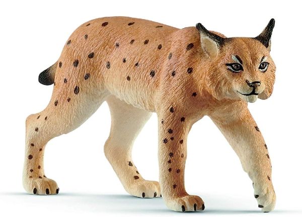 SHL14822 - Lince - 1