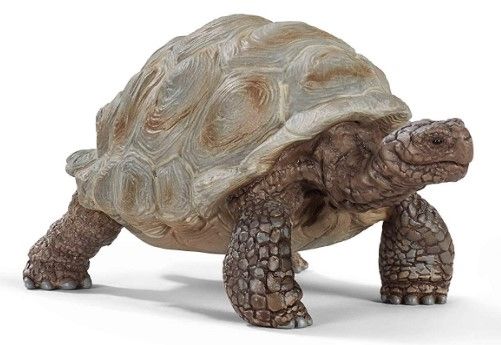 SHL14824 - tartaruga gigante - 1