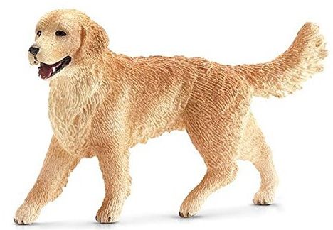 SHL16395 - Femmina di Golden Retriever - 1