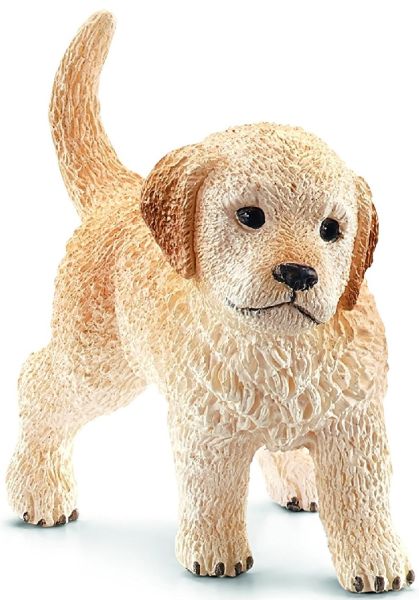 SHL16396 - Cucciolo di Golden Retriever - 1
