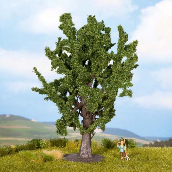 NOC25860 - Quercia - 15 cm - 1