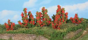 HEK11801 - 6 cespugli di rose 3-6 cm