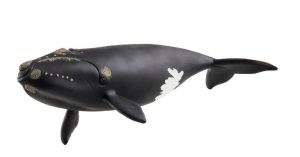 SHL14878 - Balena Atlantica