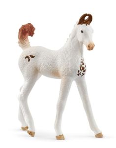 SHL14896 - Puledro Marwari