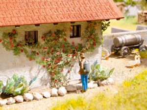 NOC14118 - Rose rampicanti