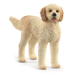 SHL13939 - Cane Goldendoodle