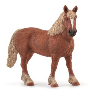 SHL13941 - Cavalla belga