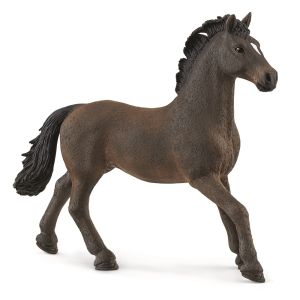 SHL13946 - Stallone Oldenburg