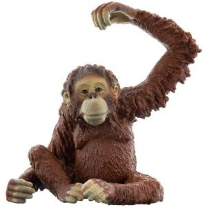 SHL14775 - Orangutan femmina