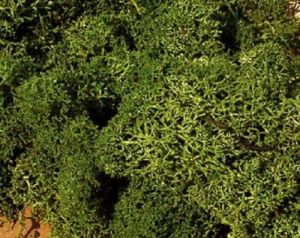 HEK3222 - Sacchetto da 75 g di muschio verde medio