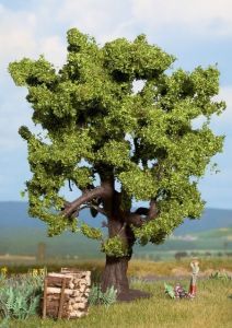 NOC21760 - Quercia 15cm