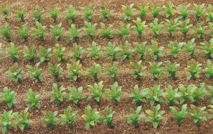 JUW23386 - 25 gambi di barbabietola in miniatura per diorama