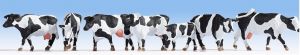 NOC15725 - vacche Holstein